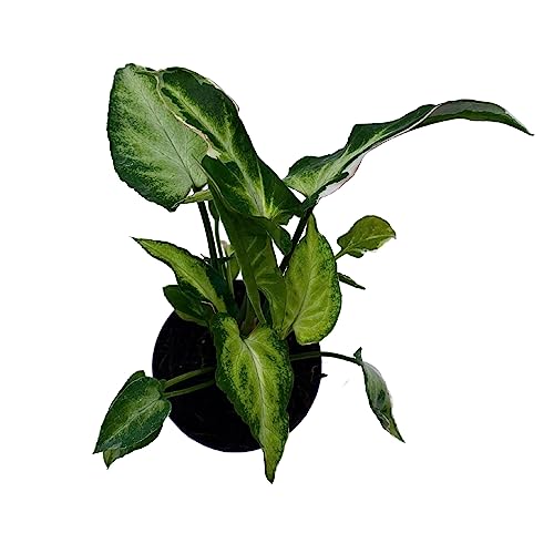 BubbleBlooms Starlite Syngonium, Zebrina, Raggedy Anne in 4 inch Pot