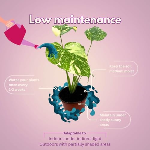 BubbleBlooms Monstera Thai Constellation in a 4 inch Pot Variegated Deliciosa Rare Swiss Cheese Plant