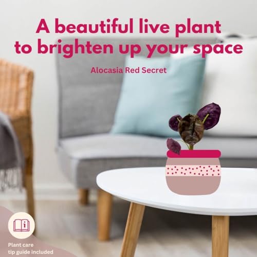 BubbleBlooms Alocasia Red Secret, Elephant Ear in 2 inch Pot