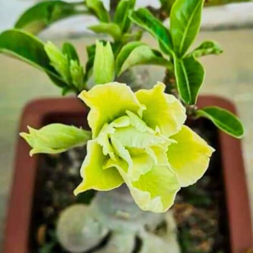 BubbleBlooms Desert Rose Wasabi in a 4 inch Pot Extremely Rare Flower