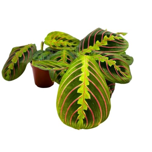 BubbleBlooms Maranta leuconeura Tricolor, 2 inch Set of 3, Prayer Plant Tiny Mini Pixie