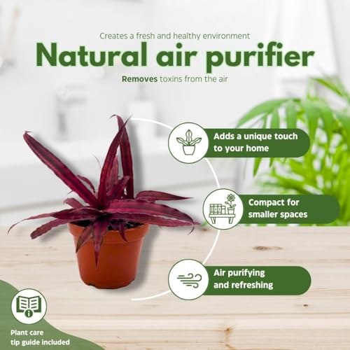 BubbleBlooms Dark Red Crpyanthus Earth Star in a 4 inch Pot