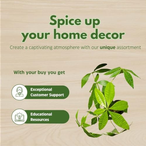 BubbleBlooms Money Tree Stump in a 4 inch Pot Pachira aquatica Guiana Chestnut