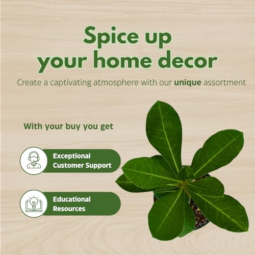 BubbleBlooms Desert Rose Peach Cobbler in a 4 inch Pot Extremely Rare Flower