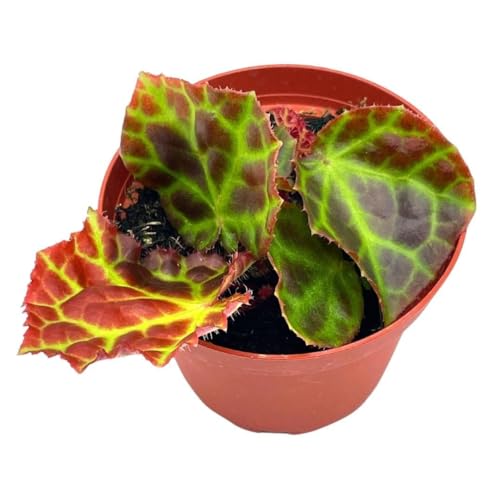 BubbleBlooms Harmony's Begonia Rajah in a 4 inch Pot Extremely Rare Homegrown Exclusive