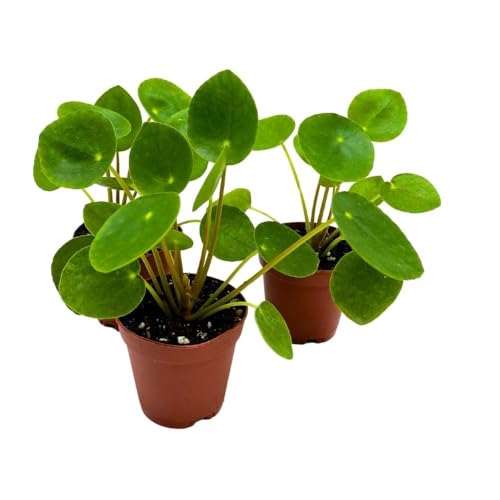 BubbleBlooms Chinese Money Plant Pilea peperomioides, 2 inch Set of 3, Tiny Mini Pixie Plant