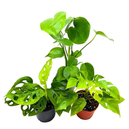 monstera minima vs deliciosa BubbleBlooms Monstera Assortment, 4 inch Set of 3 Different Monsteras, – Florida House Plants