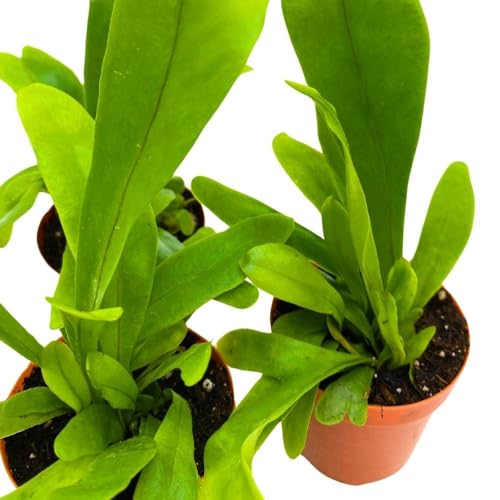 BubbleBlooms Bird's Nest Fern 2 inch Set of 3 Asplenium Nidus Tiny Mini Pixie Plants