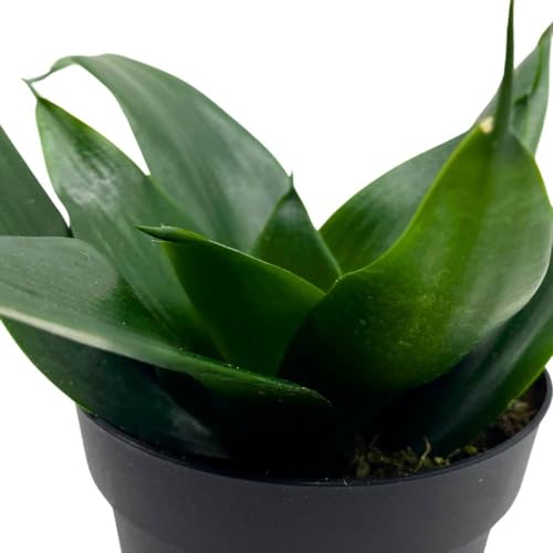 BubbleBlooms Black Hahnii Jade Star Sansevieria Snake Plant in a 4 inch Pot Solid Green