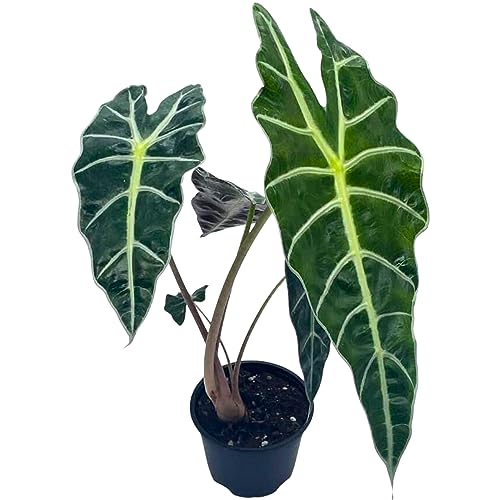 BubbleBlooms Alocasia African mask, 4 inch amazonica Polly