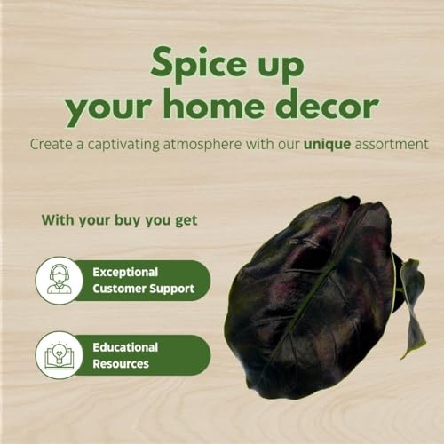 BubbleBlooms Alocasia Red Mambo, Alocasia Azlanii, Elephant Ear in 2 inch Pot