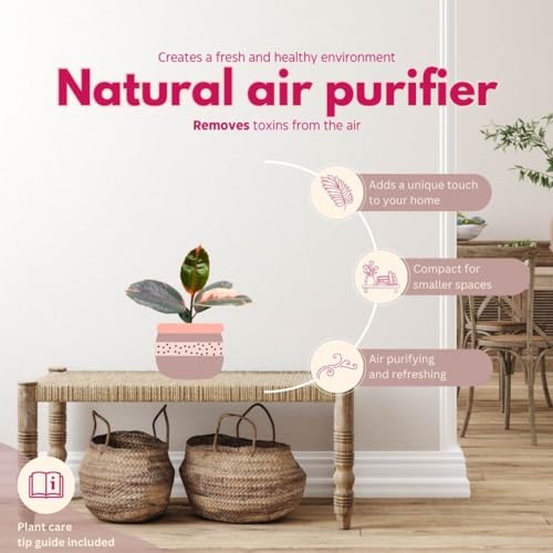 BubbleBlooms Ficus elastica Assortment in a 4 inch Pot Variegated Rubberplant Variety, Dark and White Rubber Plant