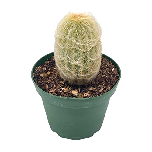 BubbleBlooms Silver Torch Cactus in a 4 inch Pot Cleistocactus strausii Snow Pole Wooly