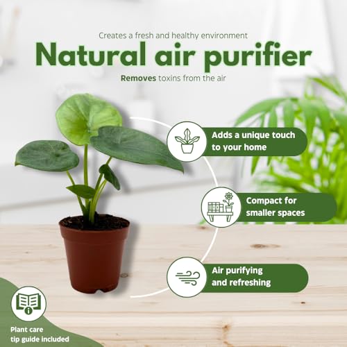 BubbleBlooms Alocasia Lukiwan in a 2 inch Pot Tiny Minie Pixie Plant