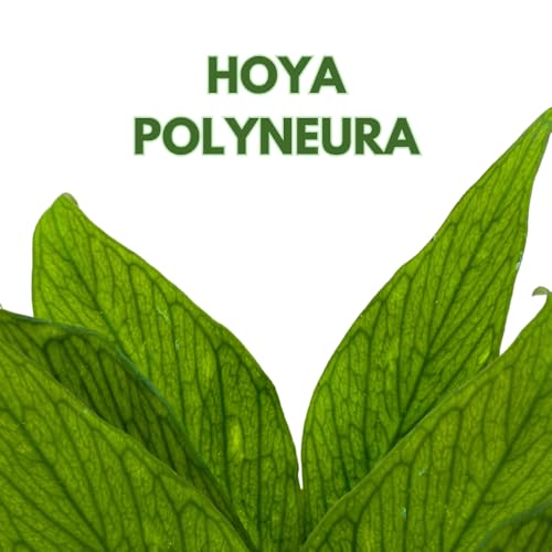 BubbleBlooms Hoya Polyneura in a 2 inch Pot Tiny Mini Pixie Plant