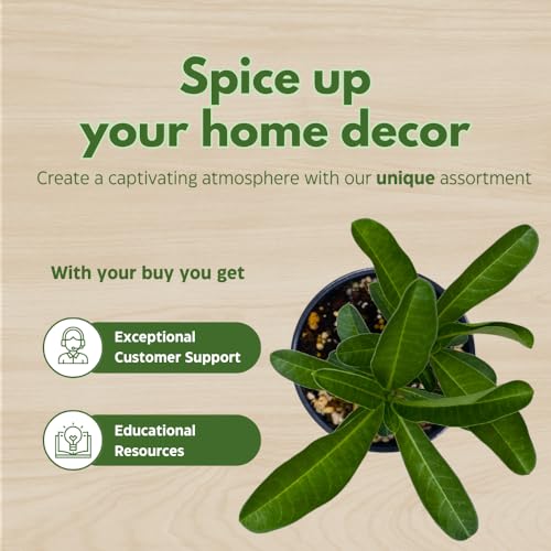 BubbleBlooms Desert Rose Apple in a 4 inch Pot Extremely Rare Flower