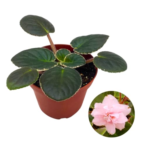 Harmony Foliage African Violet Rivermist Venus 4 inch Pink Flower