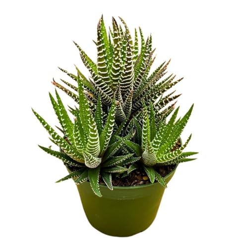 BubbleBlooms Zebra Haworthia, 4 inch Pot Haworthiopsis attenuata