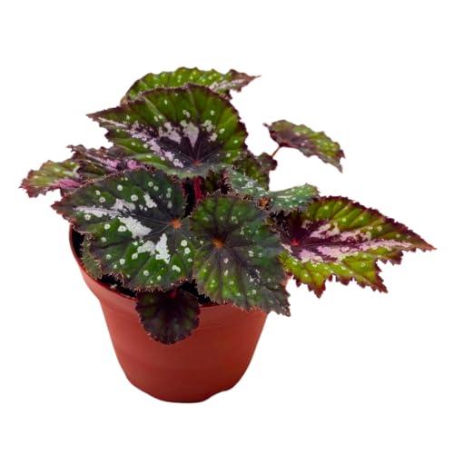 Harmony Foliage Harmony's Comic Con Begonia Rex 4 inch Pink Green Curly