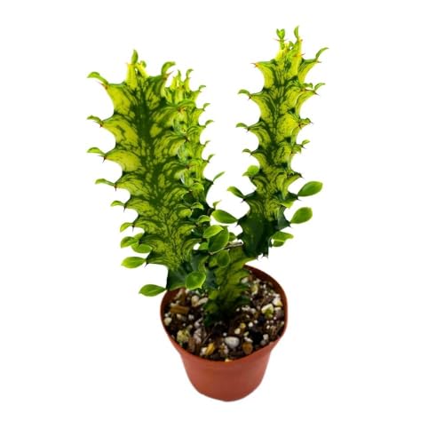 BubbleBlooms Tricolor Variegated Euphorbia Trigona, 2.5 inch, Green & White African Milk Tree