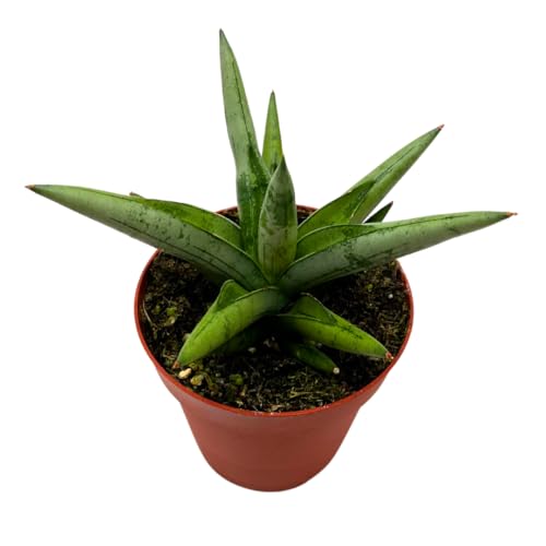 BubbleBlooms Sansevieria Silver Crown 4 inch Rare Snake Plant