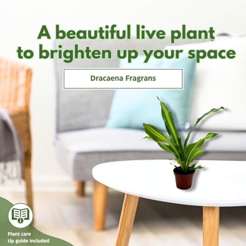 BubbleBlooms Dracaena Fragrans, 4 inch Corn Plant, Inner Variegated, House Plant