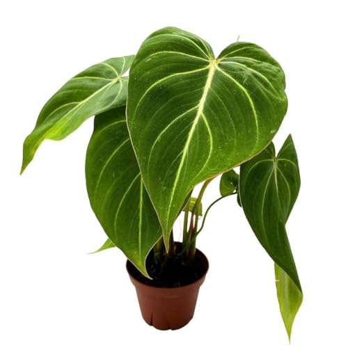 BubbleBlooms Philodendron Gloriosum in a 4 inch Pot, Velvet Philodendron, Creeper Plant
