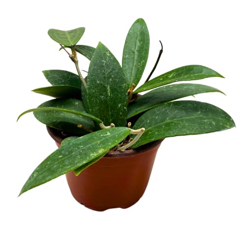 BubbleBlooms Hoya Padilla Bogor in a 4 inch Pot