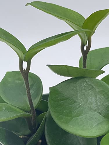 BubbleBlooms Hoya Carnosa Chelsea in a 4 inch Pot