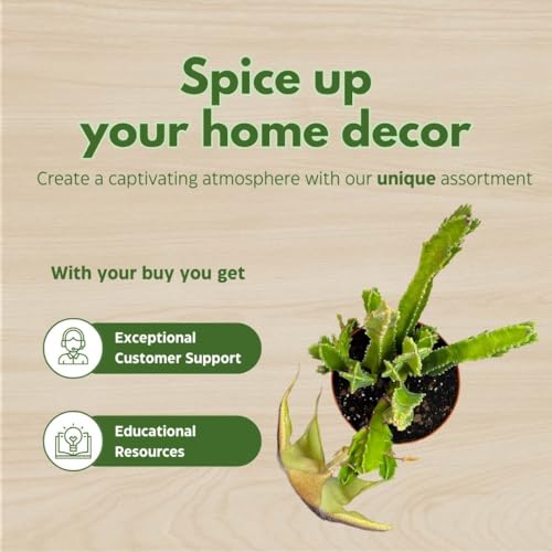 BubbleBlooms Stapelia gigantea, Giant Starfish Flower, Rare Huernia, in 6 inch Pot