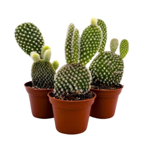 BubbleBlooms White Bunny Ears Cactus, 2 inch Set of 3, Opuntia microdasys, Angel's Wings Tiny Mini Pixie Plants