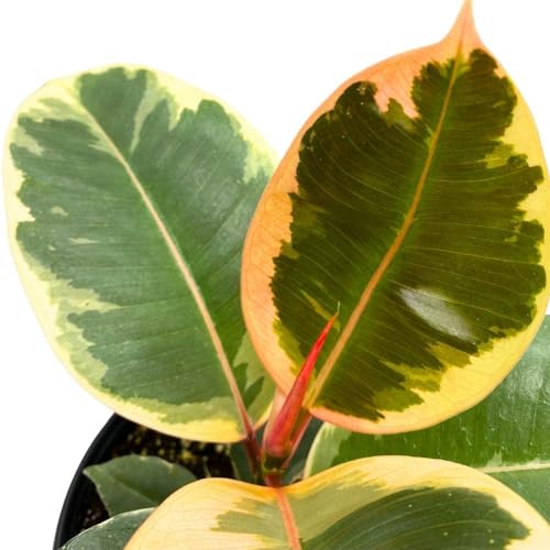 BubbleBlooms Ficus elastica Tineke Variegated 6 inch India Rubber Tree Decora Fig Plant