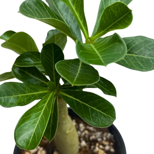 BubbleBlooms Desert Rose Moran in a 4 inch Pot Extremely Rare Flower