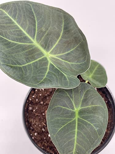 BubbleBlooms Alocasia Regal Shield in a 4 inch Pot Very Rare Elephant's Ear
