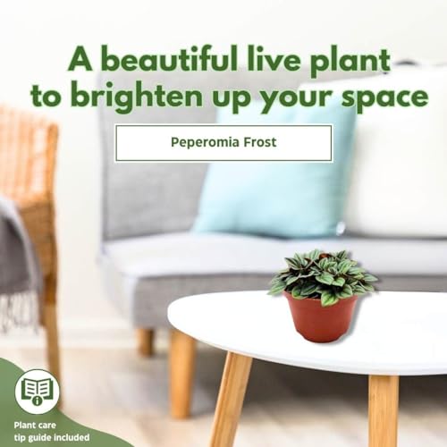 BubbleBlooms Peperomia Frost in a 6 inch Pot Platinum, carperata albovittata, Wrinkle Krinkle Leaf