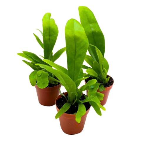 BubbleBlooms Bird's Nest Fern 2 inch Set of 3 Asplenium Nidus Tiny Mini Pixie Plants