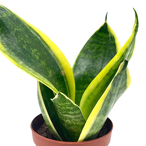 BubbleBlooms Varigated Snake Plant in a 2 inch Pot Sansevieria Dracaena trifasciata Tiny Mini Pixie Plant