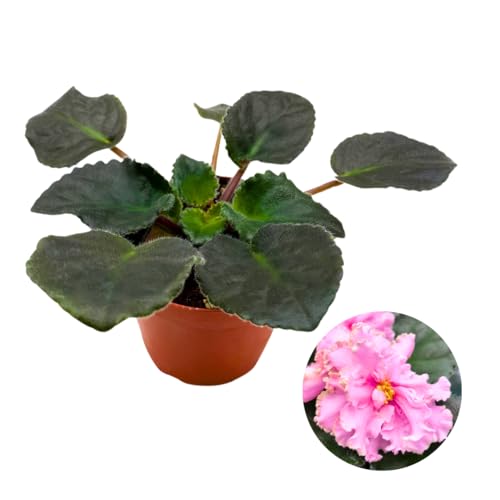 Harmony Foliage African Violet RM Vesna 4 inch Pink Flower