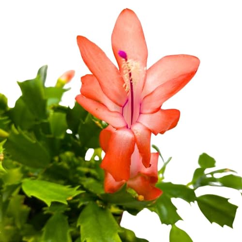 BubbleBlooms Christmas Cactus, 6 inch Holiday Cactus Thanksgiving Cactus, Crab Cactus, Easter Cactus, Seasonal Flowering
