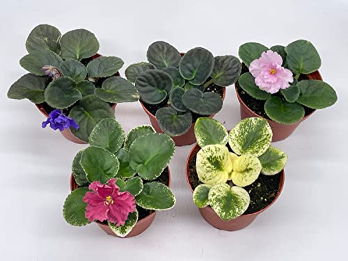 BubbleBlooms Harmony's African Violets Assortment Set, 4 inch pots 5 Different African Violet Plants