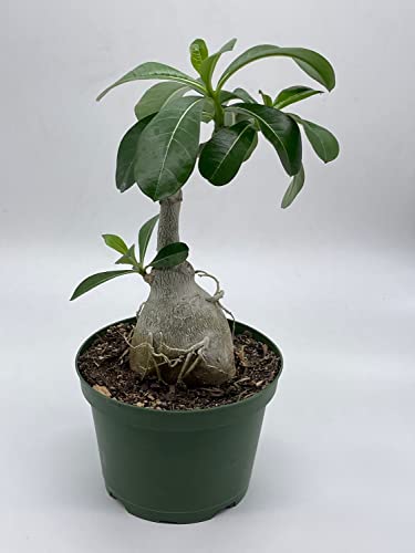 BubbleBlooms Desert Rose in a 6 inch Pot Adenium Obesum, Very Round Pot Belly Stump