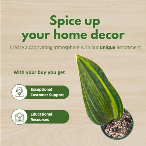 BubbleBlooms Variegated Whale Fin Snake Plant in a 6 inch Pot Sansevieria Masoniana Yellow Variegation, Whale Tail