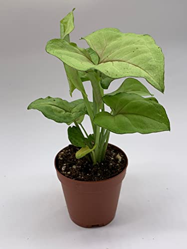 BubbleBlooms Syngonium Cream Allusion in 2 inch Pot, Well Rooted Live Starter House Plant