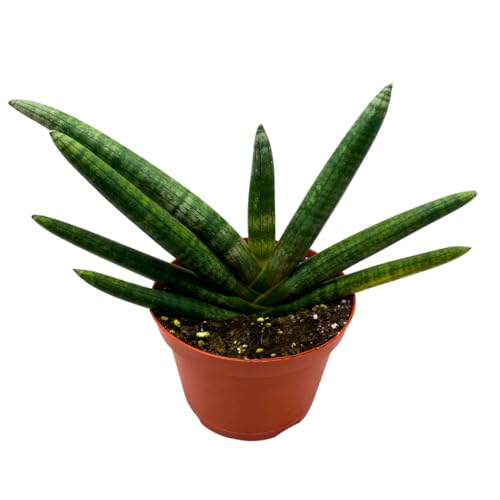 rare sansevieria varieties BubbleBlooms Sansevieria Boncel Starfish 6 inch Rare Snake Plant