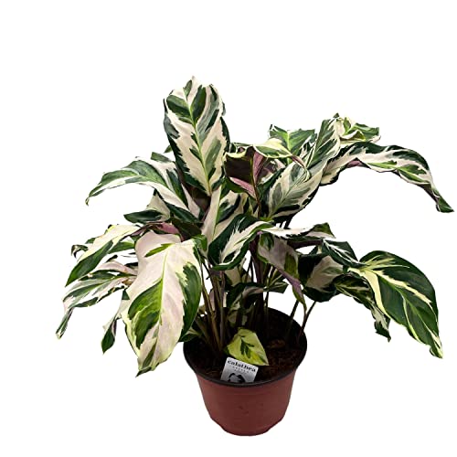 BubbleBlooms Calathea Stella in a 6 inch Pot Beautiful White Variegated House Plant Lietzei Fusion White