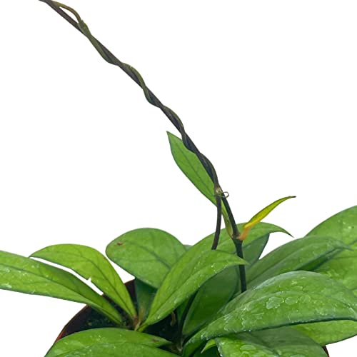 BubbleBlooms Hoya Crassiopetiolata in a 4 inch Pot Rare Limited Availability Hoya