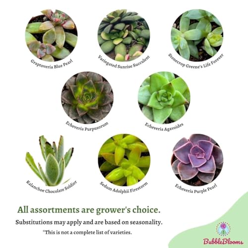 BubbleBlooms Succulent Assortment 2 inch Set of 6, echeveria, kalanchoe and More Variety