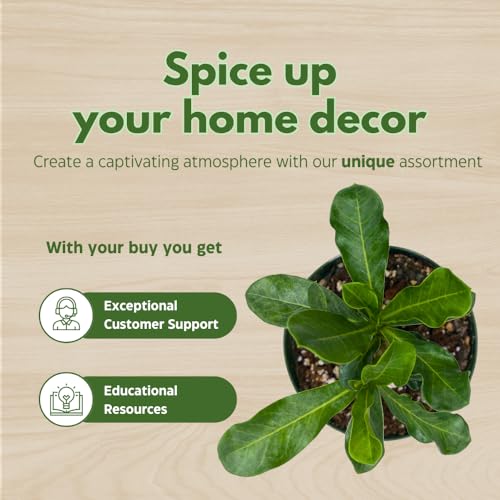 BubbleBlooms Desert Rose Wasabi in a 4 inch Pot Extremely Rare Flower