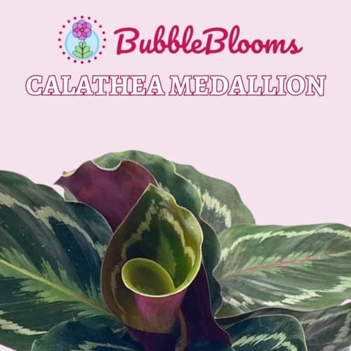 BubbleBlooms Calathea Medallion, Roseopicta in a 4 inch Pot Regal Rose, Rabbit Ear Prayer Plant