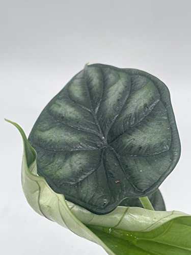 BubbleBlooms Alocasia Dragon Scale, Alocasia Baginda, Black Dragon Scale, Rarest Alocasia, in a 4 inch Pot